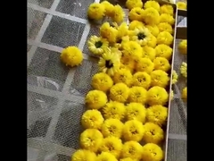 2300*1200*2000mm 2 Rack Heißluftofen Trockner Früchte Teeblätter Trocknungsmaschine